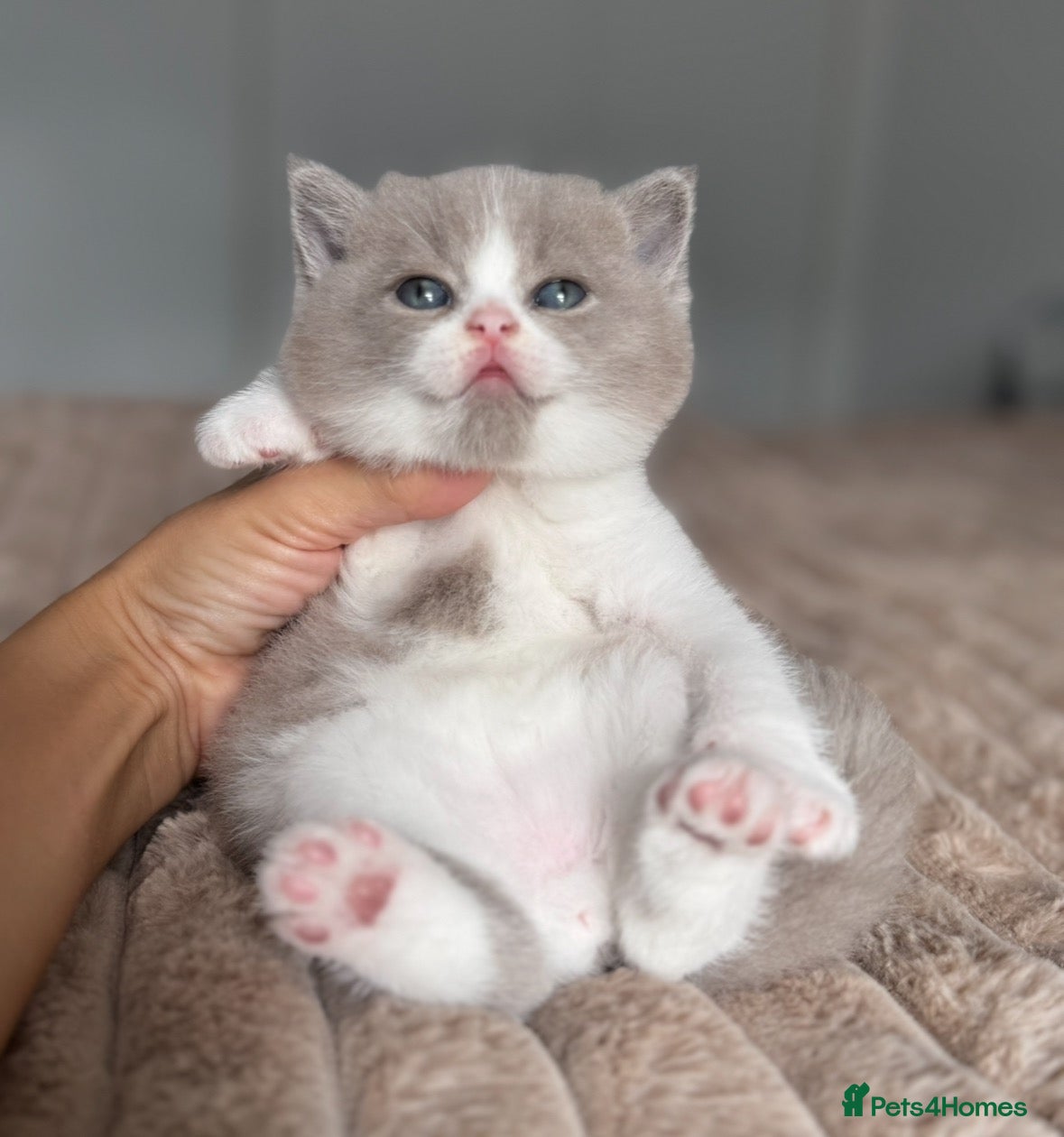 British Shorthair cats TICA reg lilac bi colours ready from 10 December  - Advert 9