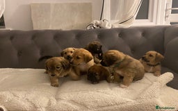 Jack Russell dogs for sale: Jack Russell puppies for sale.  - Image 2