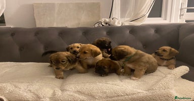 Jack Russell dogs Jack Russell puppies for sale.  - Advert 13