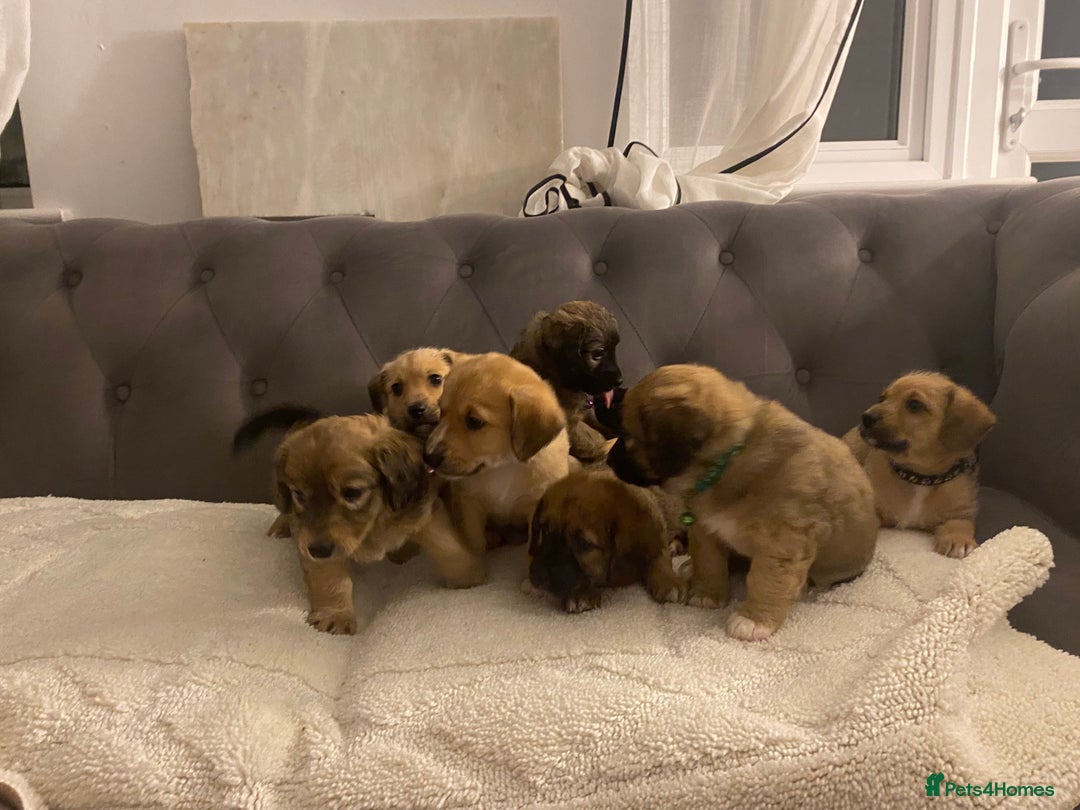 Jack Russell dogs for sale: Jack Russell puppies for sale.  - Image 2