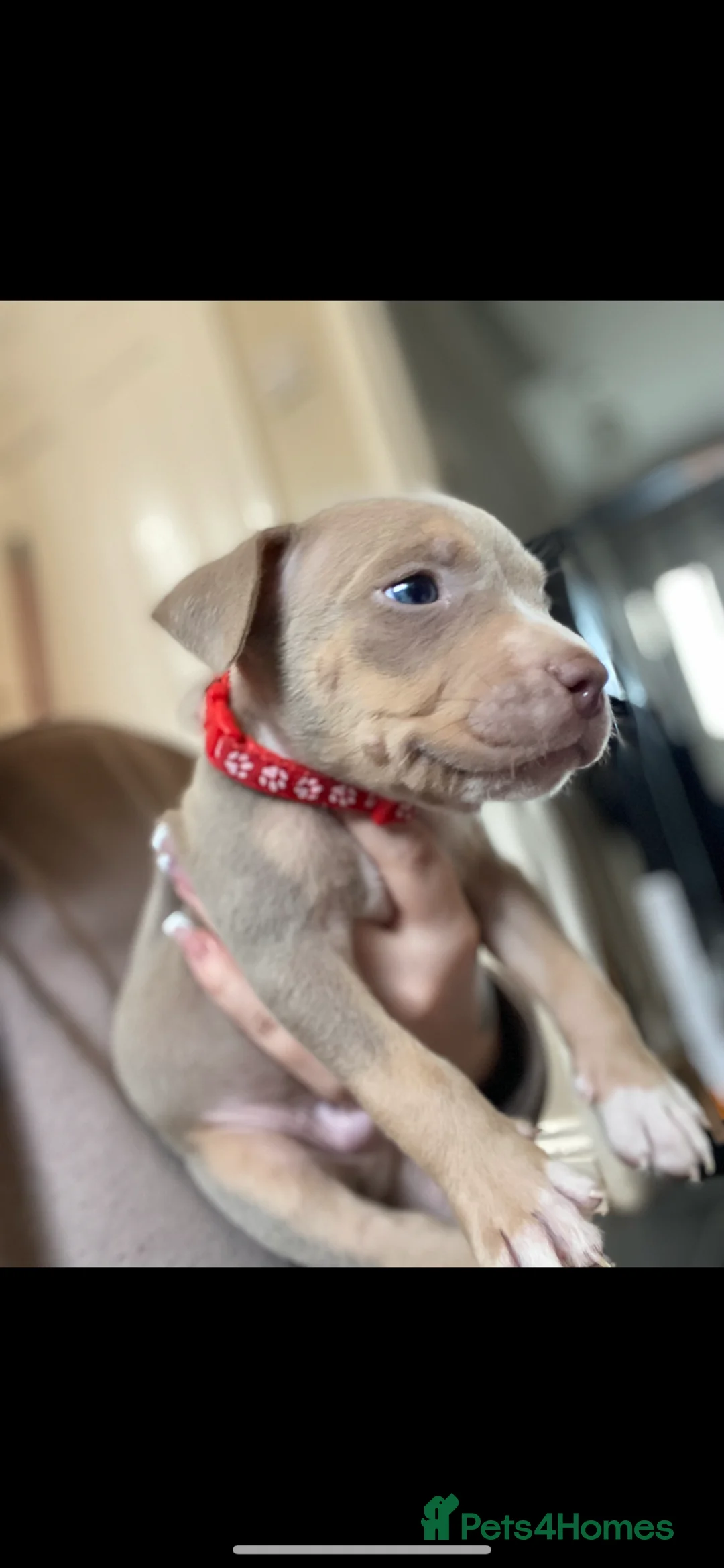American Bully dogs for sale: ❗️READY TO LEAVE TODAY ❗️ - Advert 2