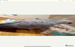 Parrots birds for sale: Red Factor African Grey 11 Months Old  - Image 1