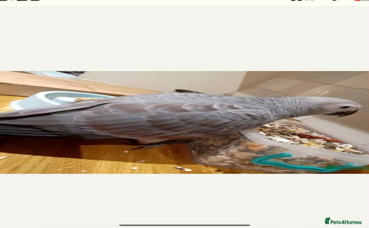 Parrots birds - Advert 1