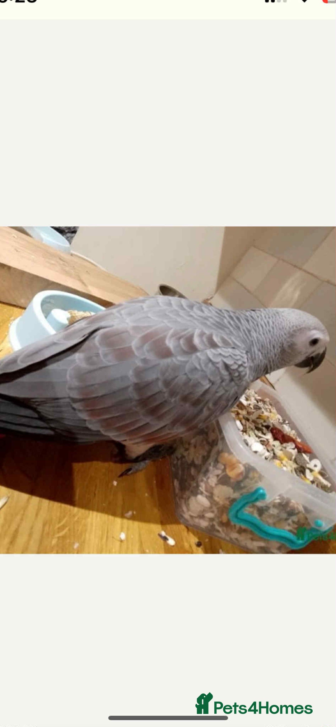 Parrots birds for sale: Red Factor African Grey 11 Months Old  - Image 1