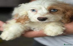 Cavapoo dogs for sale: F1 apricot and white health tested Cavapoo puppies - Image 1