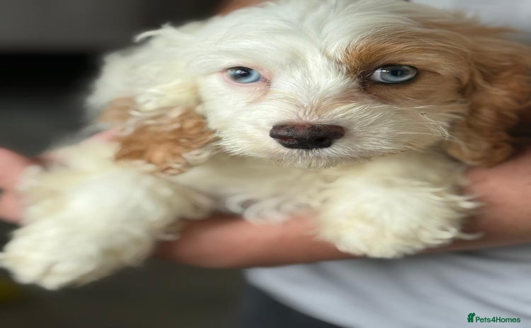 Cavapoo dogs - Advert 1