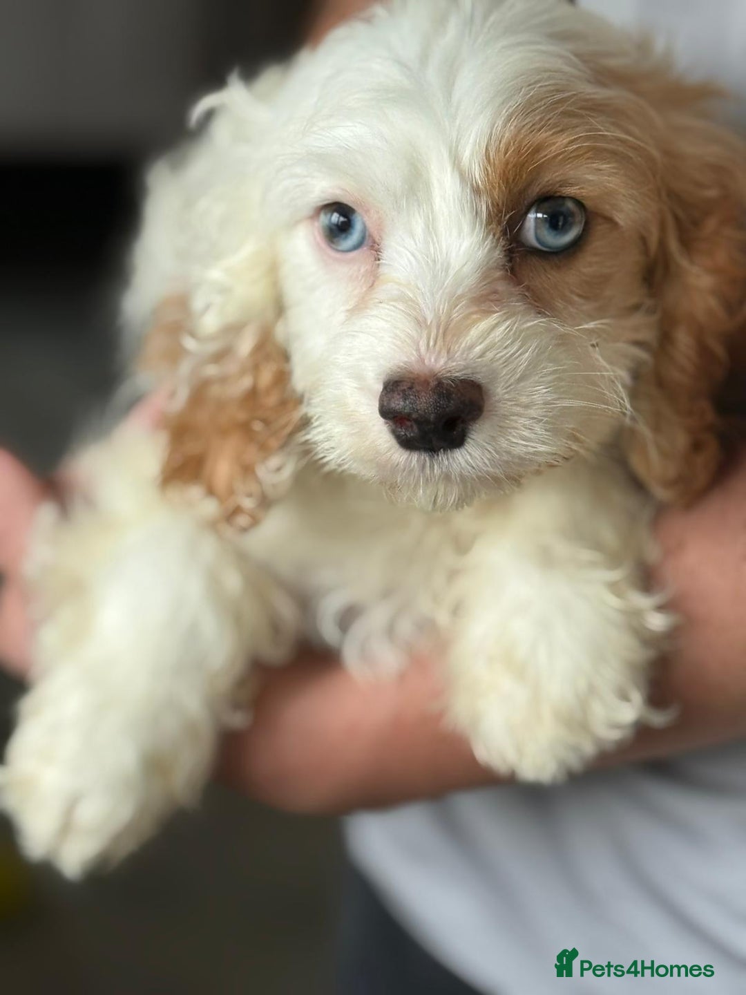 Cavapoo dogs for sale: F1 apricot and white health tested Cavapoo puppies - Image 1