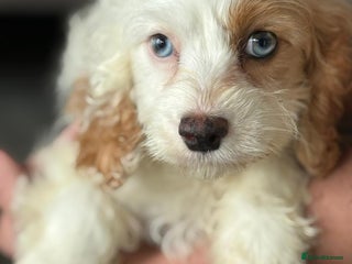 Cavapoo dogs - Advert 3