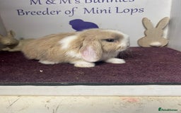 Mini Lop rabbits for sale: Beautiful litter of mixed mini lops  - Image 1