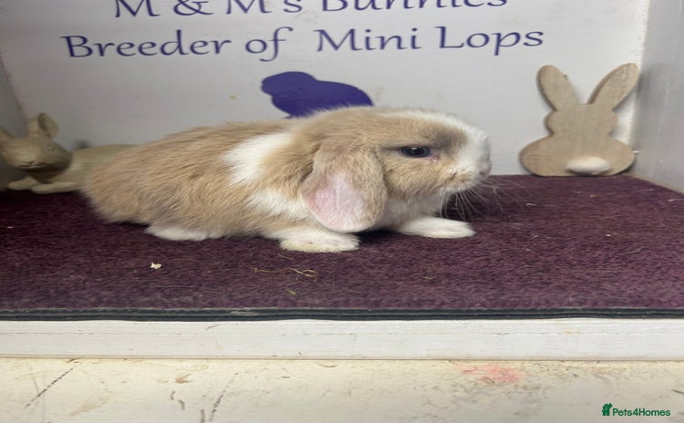 Mini Lop rabbits - Advert 3