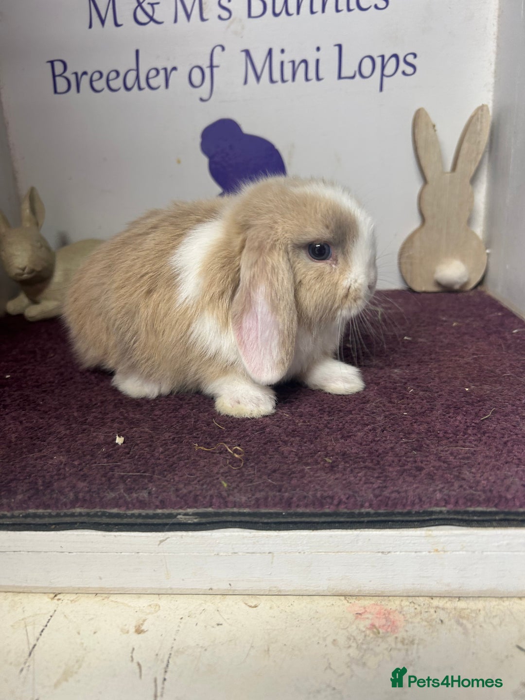 Mini Lop rabbits for sale: Beautiful litter of mixed mini lops  - Image 1