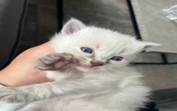 Ragdoll cats for sale: Ragdoll kittens  - Image 10