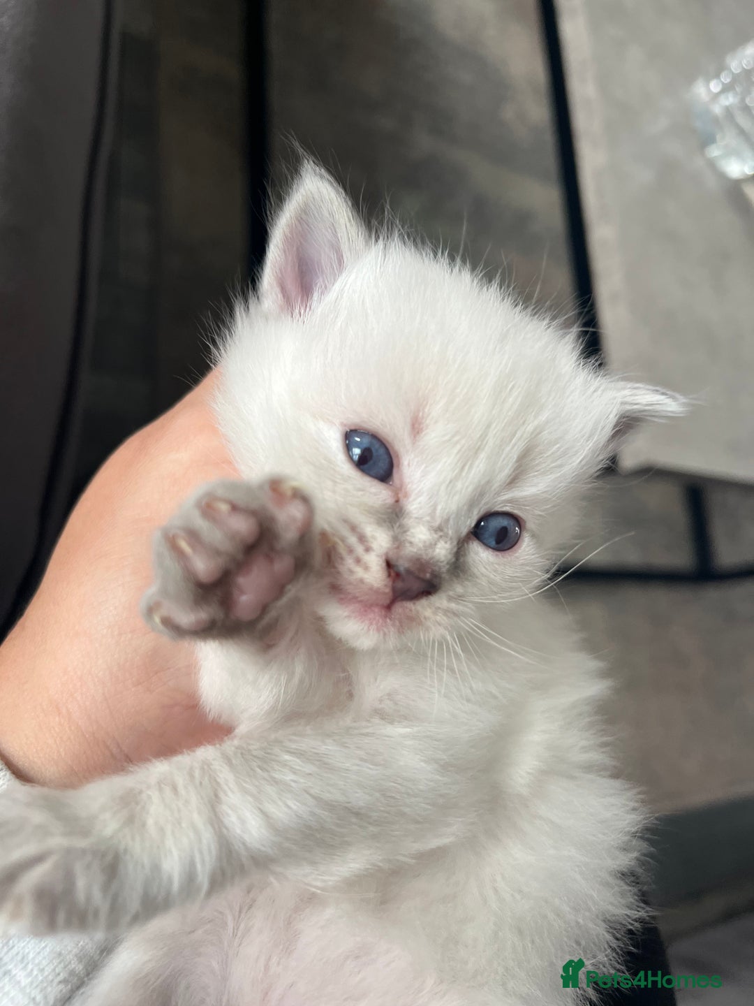 Ragdoll cats for sale: Ragdoll kittens  - Image 10