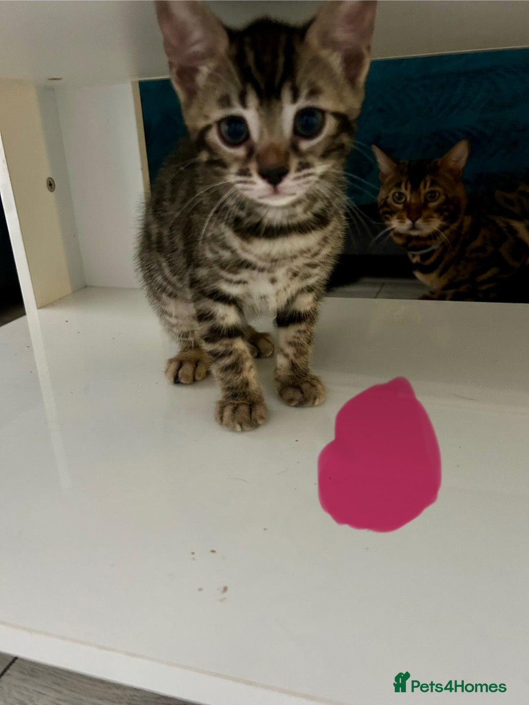 Bengal cats for sale: 🐾 Kittens Looking for a Loving Home! 🐾 - Image 14