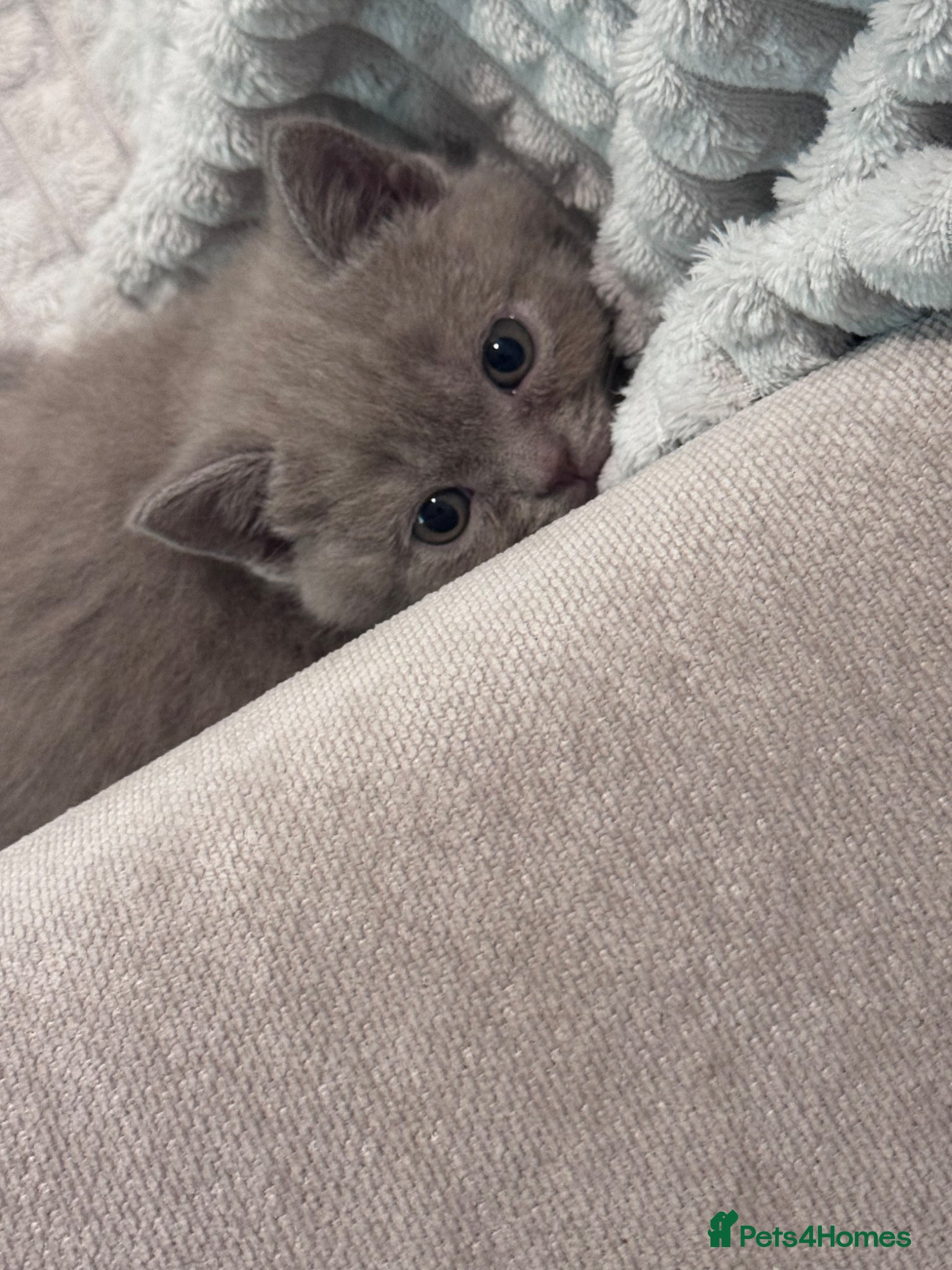 British Shorthair cats Pedigree British Shorthair lilac kittens  - Advert 1