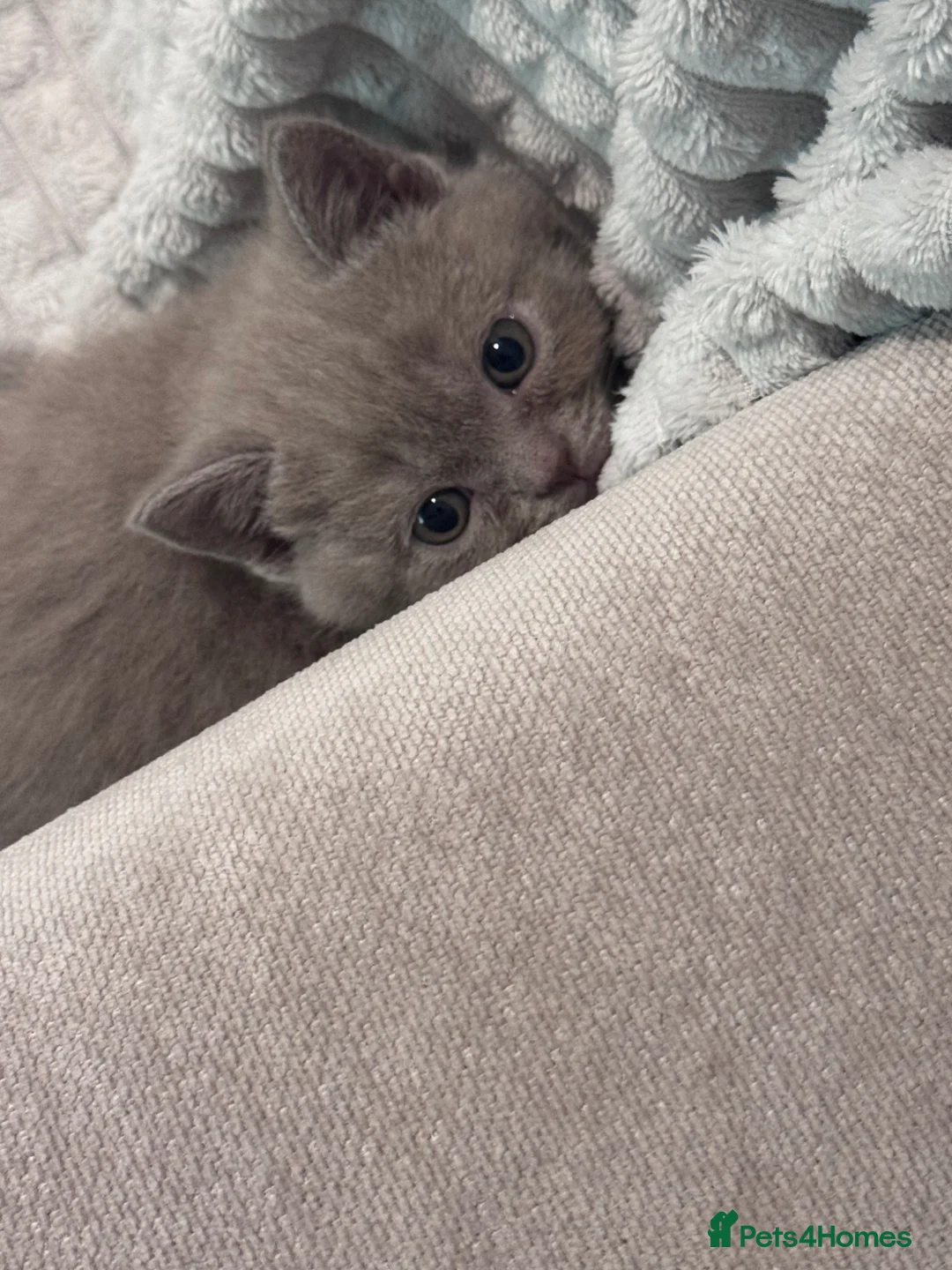 British Shorthair cats for sale: Pedigree British Shorthair lilac kittens  - Advert 1