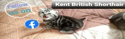 British Shorthair cats for sale: Show quality GCCF Silver Tabbies  in Rochester - Advert 25