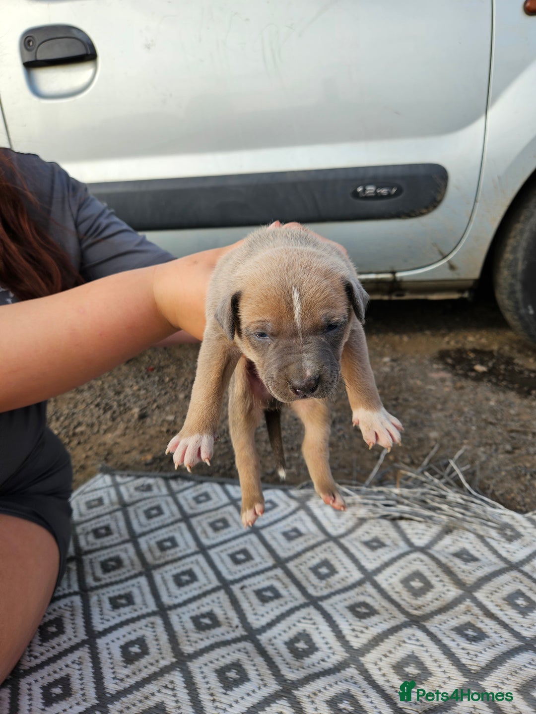 Mixed Breed dogs for sale: Belgian malinois/ border collie  - Image 28