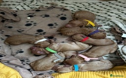 Cockapoo dogs for sale: Red & Apricot Cockapoo puppies  - Image 3