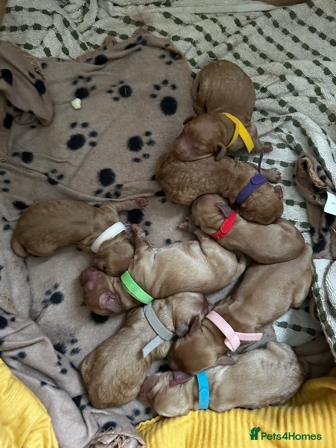 Cockapoo dogs for sale: Red & Apricot Cockapoo puppies  - Image 3