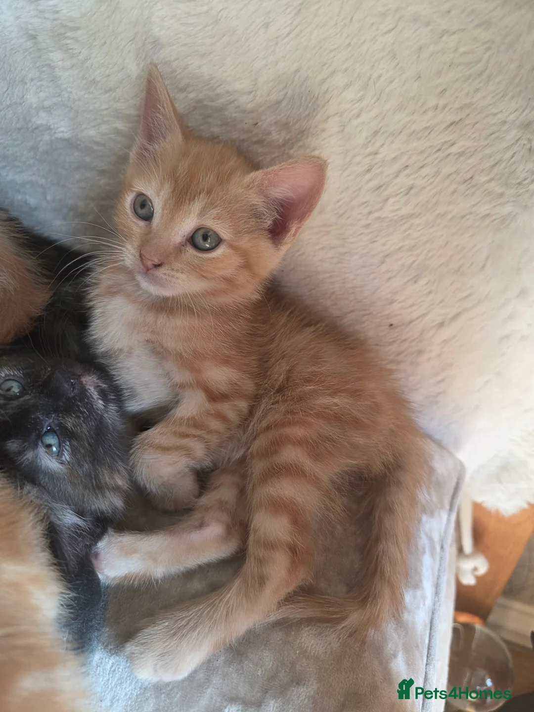Mixed Breed cats for sale: Adorable Female kittens - Advert 2