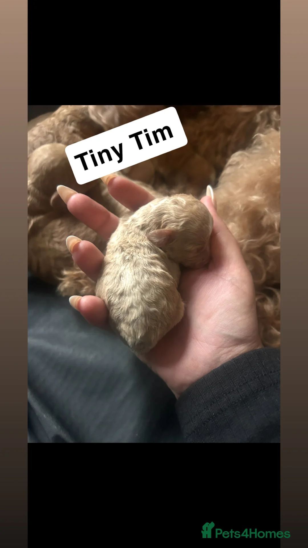 Poochon dogs for sale: Adorable Poochon puppies  - Advert 4