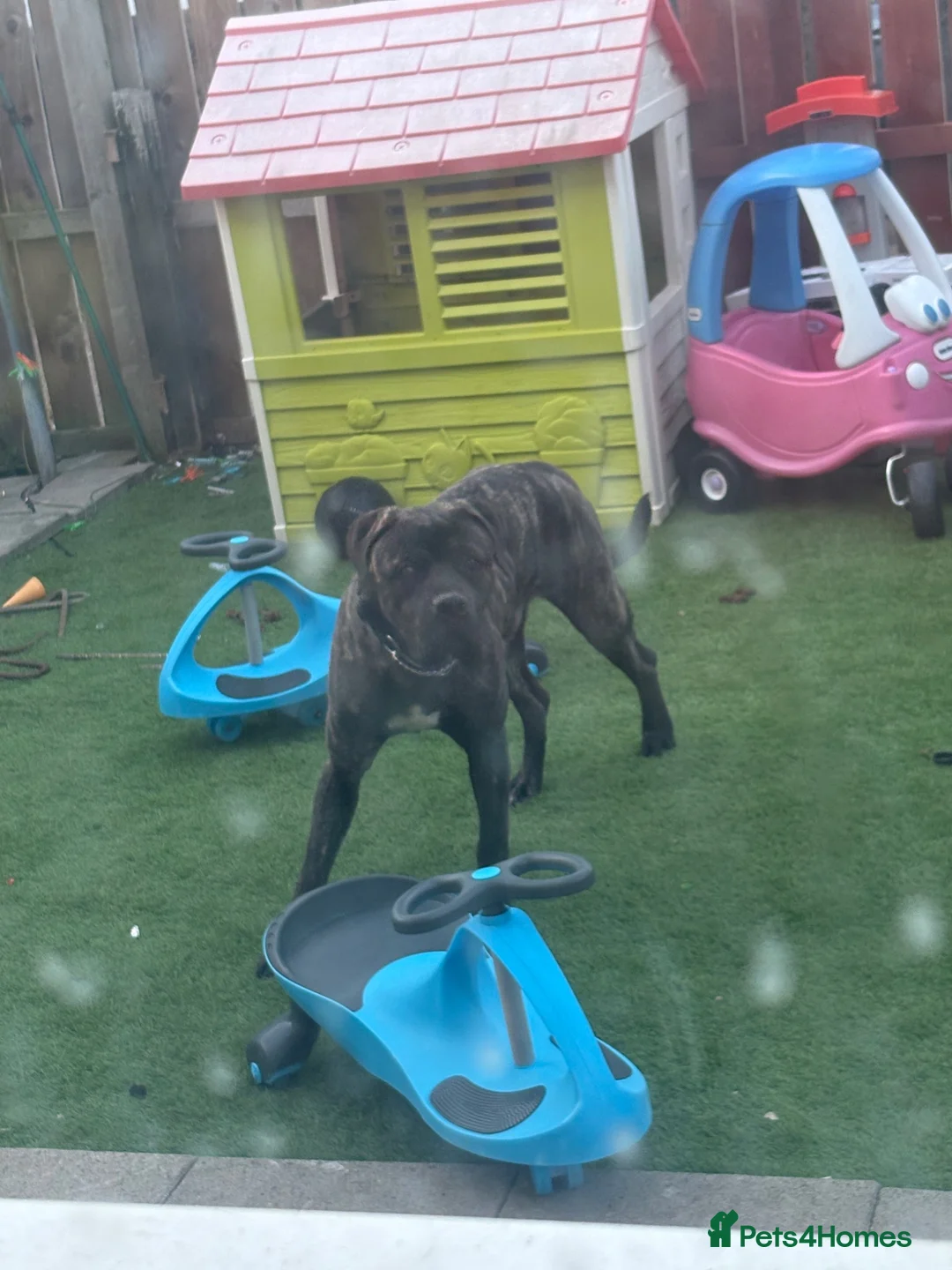 Mixed Breed dogs for sale: Cane corso x boerboel - Advert 11