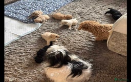 Maltipoo dogs for sale: Tiny rare coloured teddy bear maltipoo puppies - Image 4