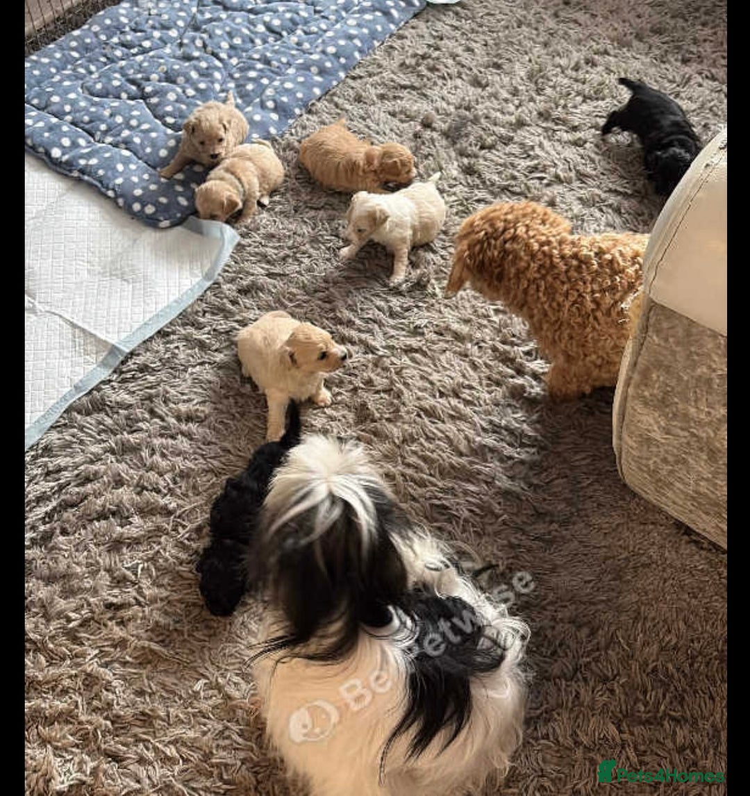Maltipoo dogs for sale: Tiny rare coloured teddy bear maltipoo puppies - Image 4