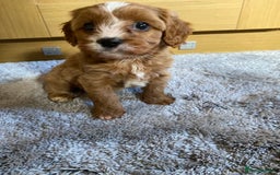 Cavapoo dogs for sale: 🩷⭐️ F1 Cavapoo’s ⭐️💙 - Image 4