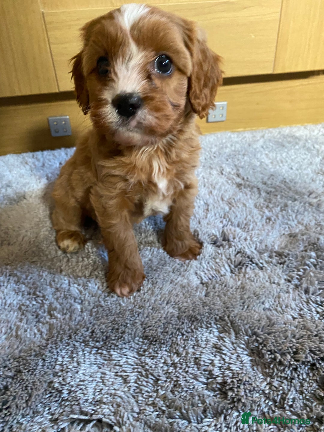 Cavapoo dogs for sale: 🩷⭐️ F1 Cavapoo’s ⭐️💙 - Image 4