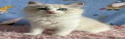 Ragdoll cats for sale: Beautiful TICA Registered Ragdoll Kittens - Advert 20