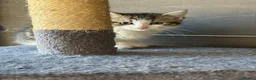 Mixed Breed cats for sale: Mixed breed kittens  - Advert 3