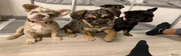 French Bulldog dogs for sale: Fluffy French bulldog KC registered - Advert 22