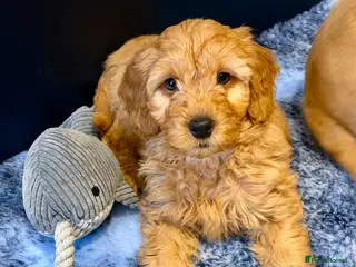 Mini Goldendoodle dogs Ready now Lovely Golden doodle puppies ready now - Advert 18