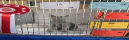 Russian Blue cats for sale: 🏅EXCEPTIONAL Russian Blue kittens🏆 - Advert 3