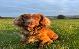 Cocker Spaniel dogs for sale: Working cocker spaniel (male) 4 years old - Image 2