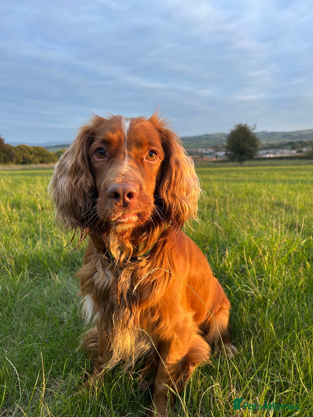 Cocker Spaniel dogs for sale: Working cocker spaniel (male) 4 years old - Image 2