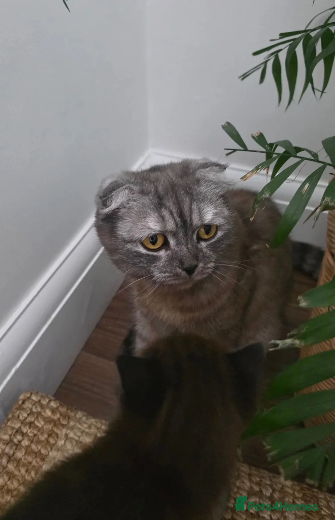 Scottish Fold cats for sale: BEAUTIFUL SCOTTISH FOLD KITTEN READY TO LOVE YOU❤️ - Advert 2