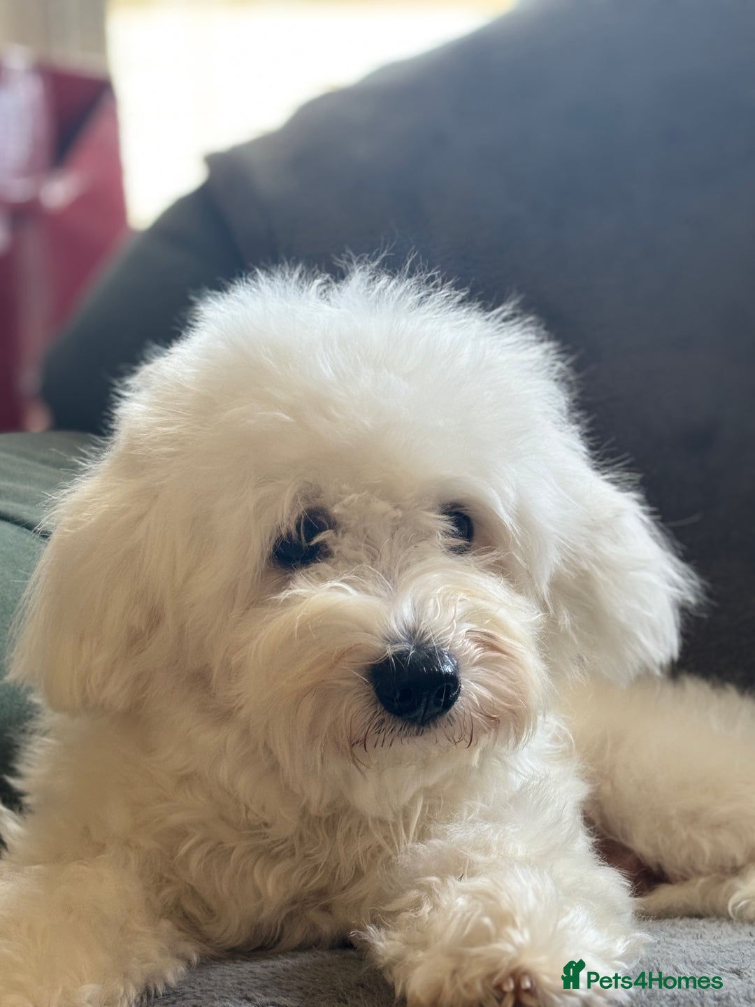 Bichon Frise dogs for sale: Teddy - Advert 8