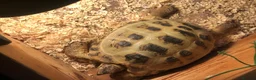 Tortoise reptiles for sale: Horsfield tortois - Advert 3