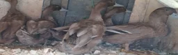 Ducks poultry for sale: Khaki Campbells, 1 duck, 4 drakes, pricing in ad - Advert 2