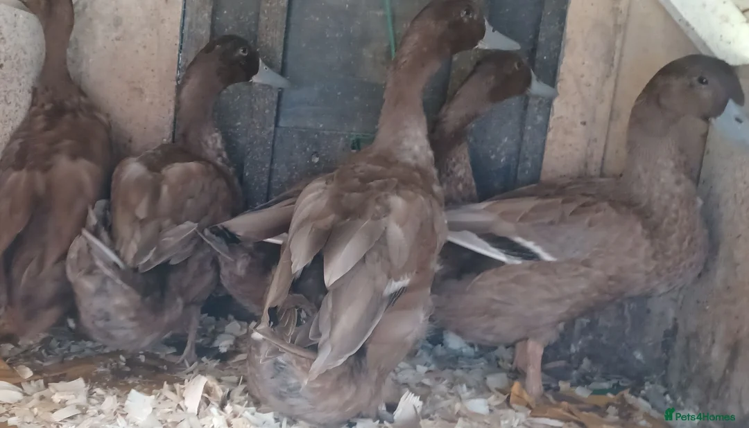 Ducks poultry for sale: Khaki Campbells, 1 duck, 4 drakes, pricing in ad - Advert 2