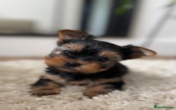 Yorkshire Terrier dogs for sale: Miniature Yorkshire Terrier puppies. - Image 3