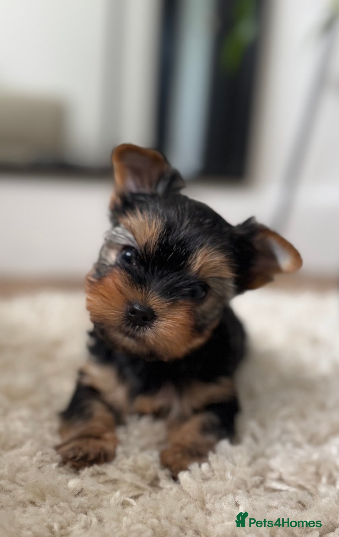 Yorkshire Terrier dogs for sale: Miniature Yorkshire Terrier puppies. - Image 3