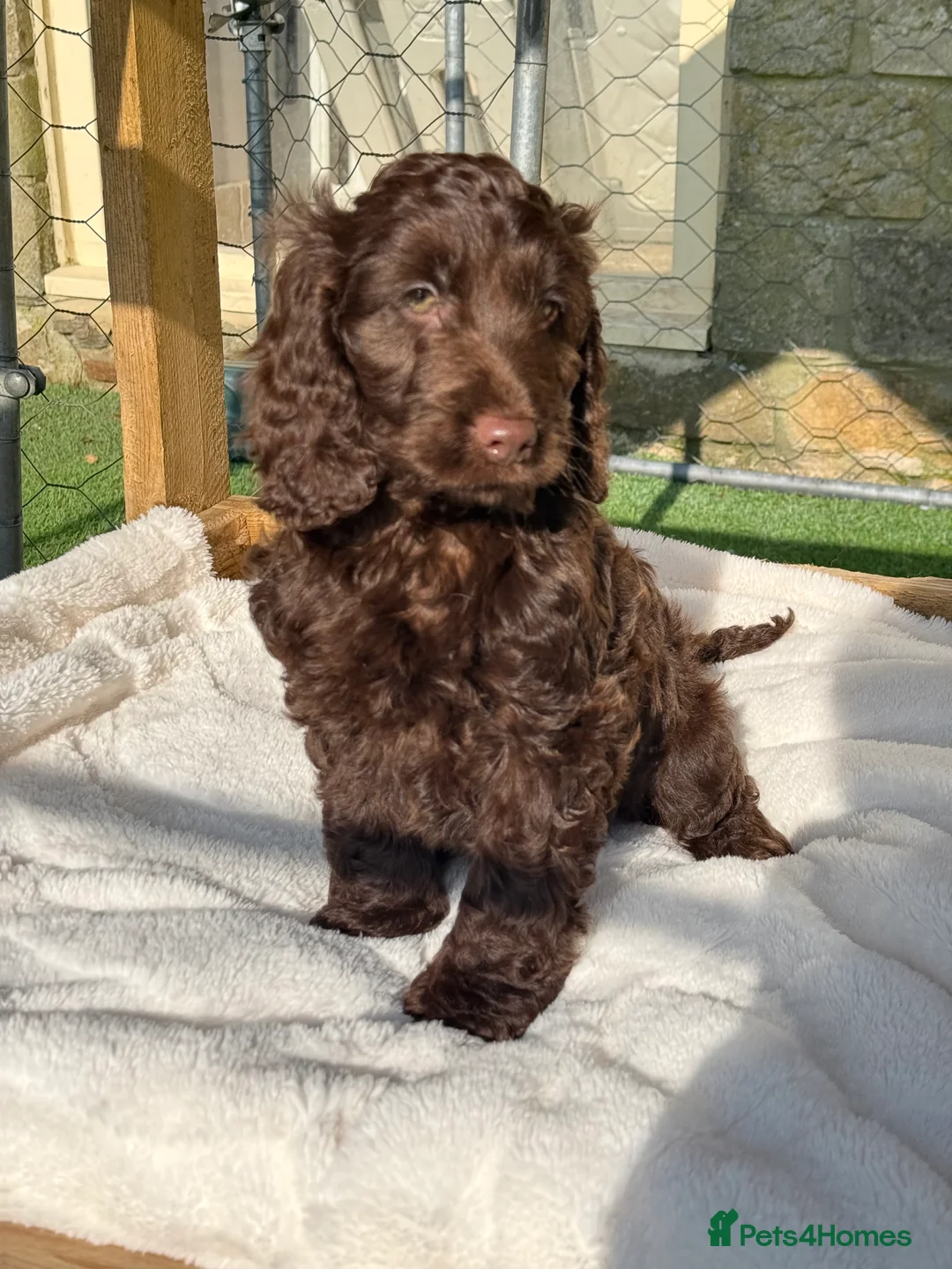 Cockapoo dogs for sale: F1 Show Cockapoo Choc Boy ready to leave  - Advert 2