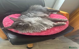 Maine Coon cats for sale: * AVAILABLE * TICA REG MALE MAINE COON FOR SALE - Image 3