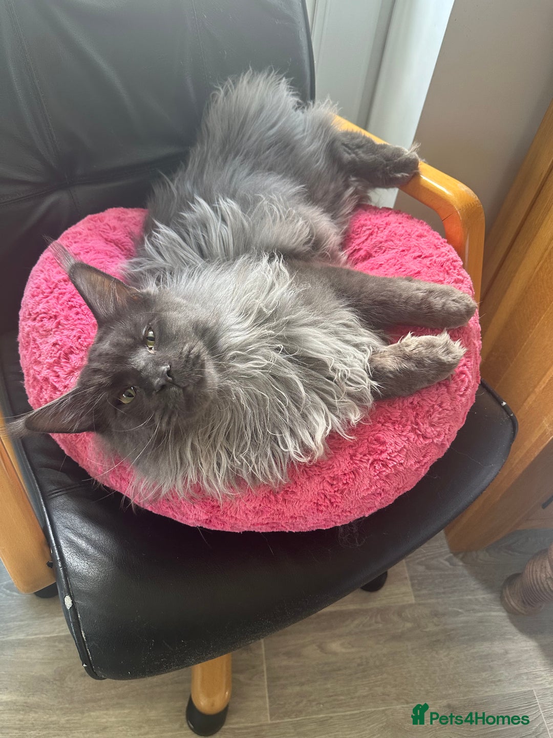 Maine Coon cats for sale: * AVAILABLE * TICA REG MALE MAINE COON FOR SALE - Image 3