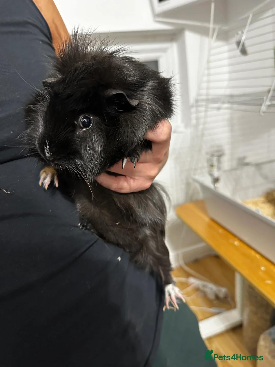 Guinea Pig rodents for sale: Guinea Pig male Long Haired  - Advert 3