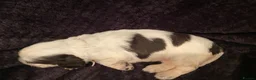 Cocker Spaniel dogs for sale: Stunning KC Choc. Roan Show Cocker Spaniel Pups - Advert 23